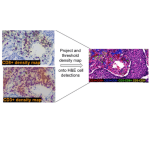 Generating Virtual Multiplex Images from Sequential Immunohistochemistry (IHC) Slides using Deep Learning