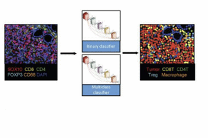 A Novel Deep Learning Pipeline For Cell Typing and Phenotypic Marker Quantification In Multiplex Imaging