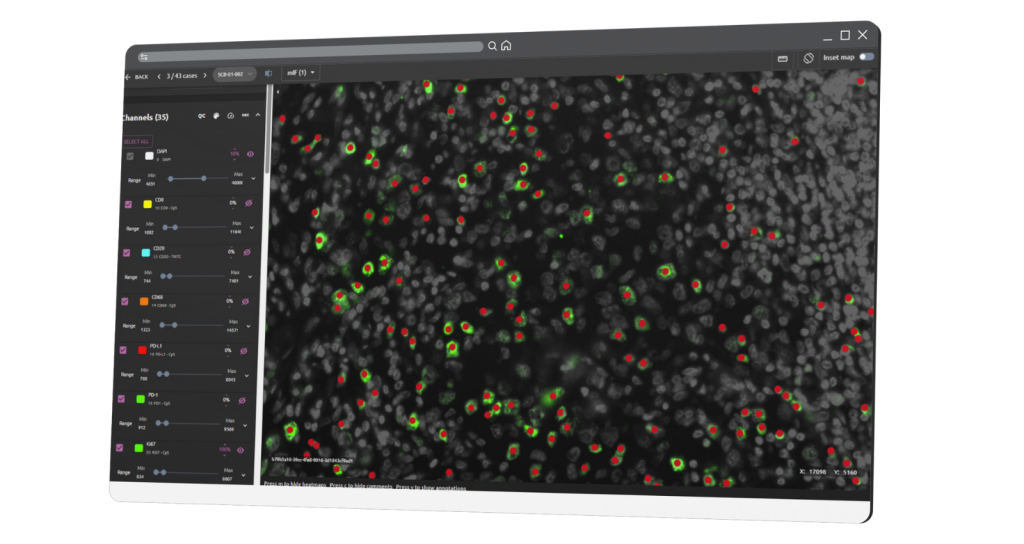 Phenotypic marker quantification (e.g., Ki-67⁺ cells)